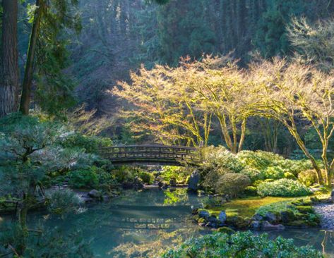 Finding Solace in Winter – Portland Japanese Garden Oregon Lighthouses, Garden Stream, Portland Japanese Garden, Pond Garden, Step Stones, Leak Repair, Cherry Tree, Parks And Recreation, Japanese Garden