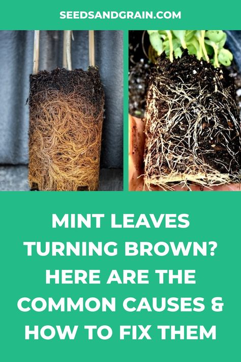 Spearmint Plant Care, Mint Plant Care, Plant Leaves Turning Brown, Leaves Meaning, Drying Mint Leaves, Mint Plant, Plant Bugs, Go Browns, Mint Plants