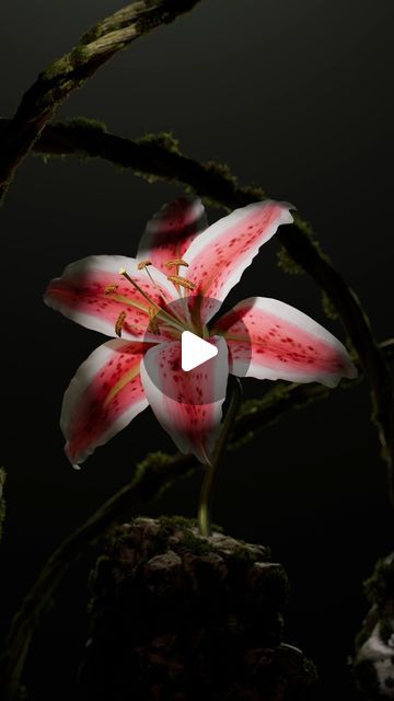 @cheuqs on Instagram: "Lily 1/8  #3d #3dart #b3d #blender #geometrynodes #flower #design #lily #art #animation #cyclesrender #blendercommunity #nature" Flowers Animation, Lily Art, Art Animation, 3d Motion, 3d Artwork, April 7, 3d Flowers, Blender 3d, Blossom Flower