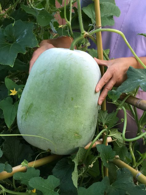 Huge winter-melon from my backyard Ash Gourd, Winter Melon, Organic Garden, Winter Home Decor, Organic Gardening, Gourds, Melon, Watermelon, Ash