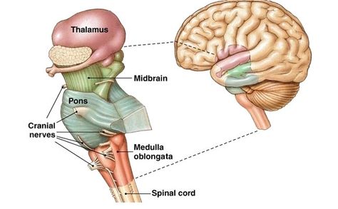 This image presents the structures of the brainstem and the midbrain. The medulla oblongata looks like an extension of the spinal cord, but is quite different.t It contains neural networks involved in a multitude of fundamental sensory and motor functions. Signals for these functions enter and leave the medulla from the spinal cord and by cranial nerves 8,9, and 10. Medulla Oblongata, Sistem Saraf, Brain Models, Sensory Nerves, Peripheral Nervous System, Cerebral Cortex, Spinal Nerve, Brain Anatomy, Cranial Nerves