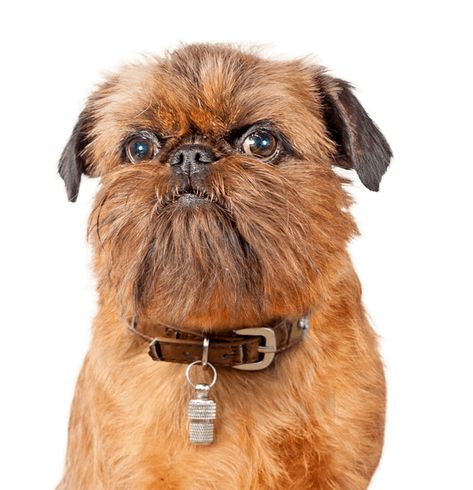 Brussels Griffon Griffin Dog, Brussels Griffin, Affenpinscher Puppy, Brussels Griffon Puppies, Brussel Griffon, Brussels Griffons, Brussels Griffon, Favorite Animals, Puppy For Sale