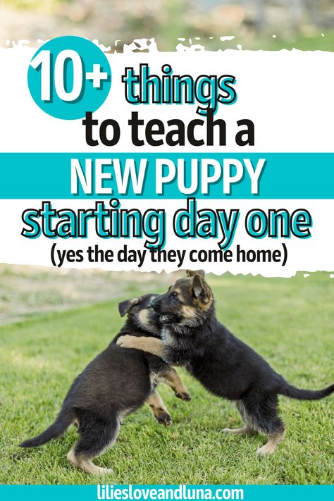 Dog Getting A New Puppy, Leash Training Puppy, Puppy Pool, Puppy Needs, Puppy Training Schedule, Loose Leash Walking, Puppy Socialization, Puppy Leash, Puppy Stages