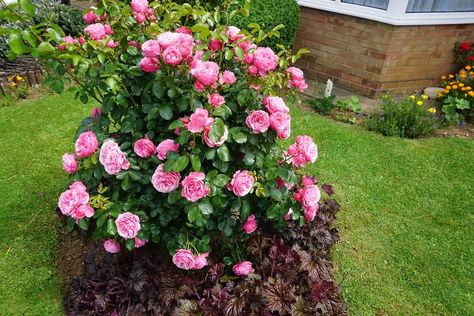 Transplant Rose Bush, Transplanting Rose Bushes, How To Trim Rose Bushes, Rose Bushes Landscape, Bush Backyard, Trim Rose Bushes, Mini Rose Bush, Transplanting Roses, Planting Rose Bushes