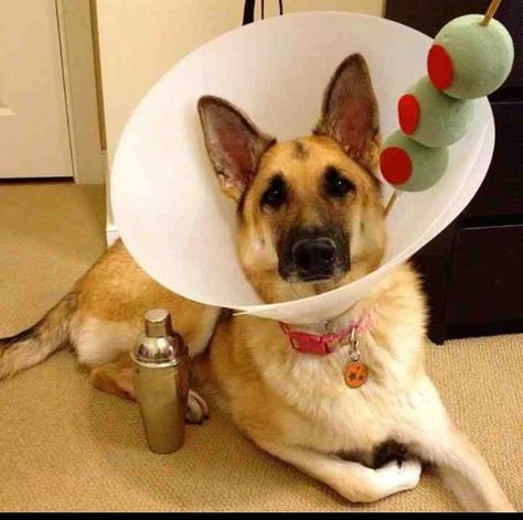 Hilarious! German Shepherd costume! Diy Pet Costumes, Dog Costumes Funny, Dog Cone, Diy Dog Toys, Great Halloween Costumes, Diy Dog Costumes, Fancy Dog, Pet Halloween Costumes, Horse Diy