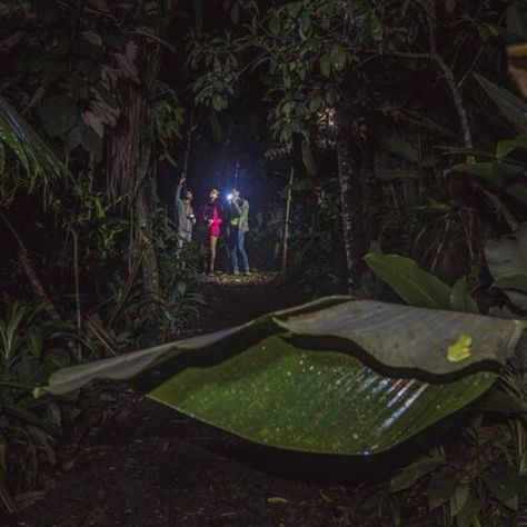 🌙 Night Walks in the Jungle – Turn Your Night Mode On 🌿 As the jungle sheds its daytime cheer and dons its midnight cloak, it’s time to embrace the eerie allure of the jungle after dark. Just be careful where you step—those "twigs" might be something more... 🐍 #NightJungleAdventure #ExploreCostaRica #NatureAtNight Walking In The Jungle, Night Walks, Night Mode, Jungle Adventure, In The Jungle, Be Careful, After Dark, Cloak, Shed