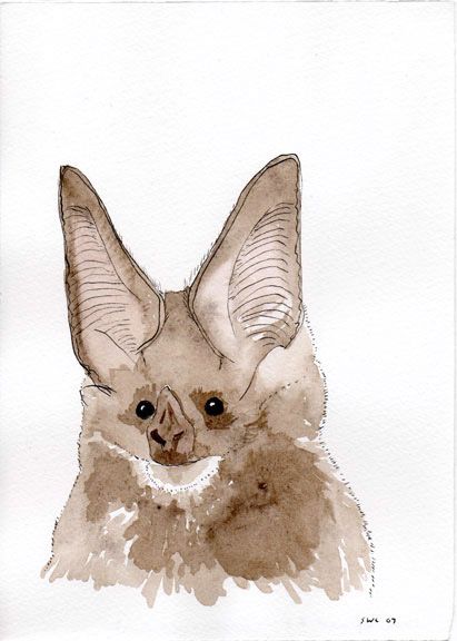 Drawings Of Bats, Bat Drawings, Bat Costume, Bat Art, Nose Drawing, Animal Character, Photo On Wood, Goldfish, Animal Art