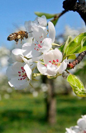 Bee lining it to the pear tree blossoms Poems About Spring, Spring Begins, Spring Poem, Tree Poem, Apricot Blossom, White Blossom, Beginning Of Spring, Flora Flowers, Spring Morning