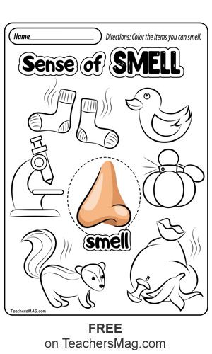 Sense Of Smell Worksheet, Preschool Five Senses, Sense Of Touch Activities, Touch Activities, 5 Senses Preschool, Body Parts Preschool Activities, Five Senses Worksheet, Five Senses Preschool, Preschool Activity Sheets