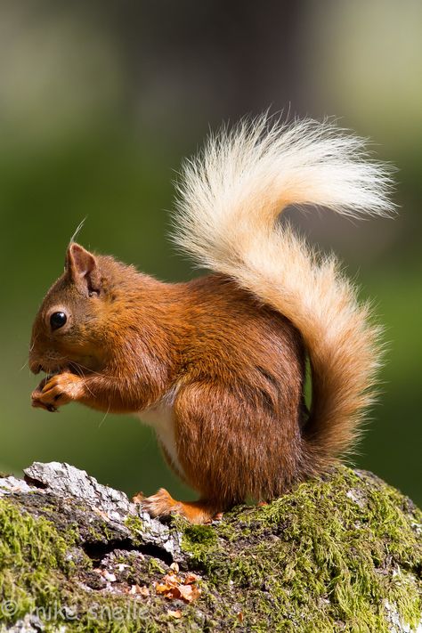 Red Squirrel | Mike Snelle | Flickr American Red Squirrel, 2 Animals, Red Squirrel, Little Critter, Squirrels, Photo Reference, Nature Photos, Nuts, Cute Animals