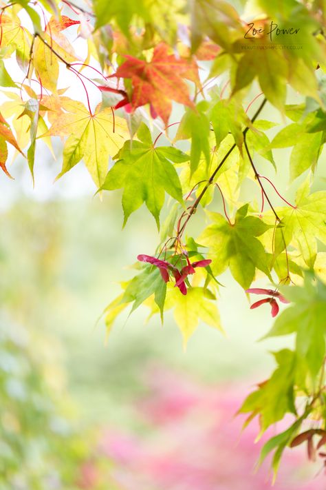 Japanese Maple tree seed pods | Zoë Power | Flickr Maple Tree Seeds, Power Photos, Japanese Tree, Japanese Maple Tree, Tree Seeds, Big Leaves, Japanese Maple, Maple Tree, Seed Pods