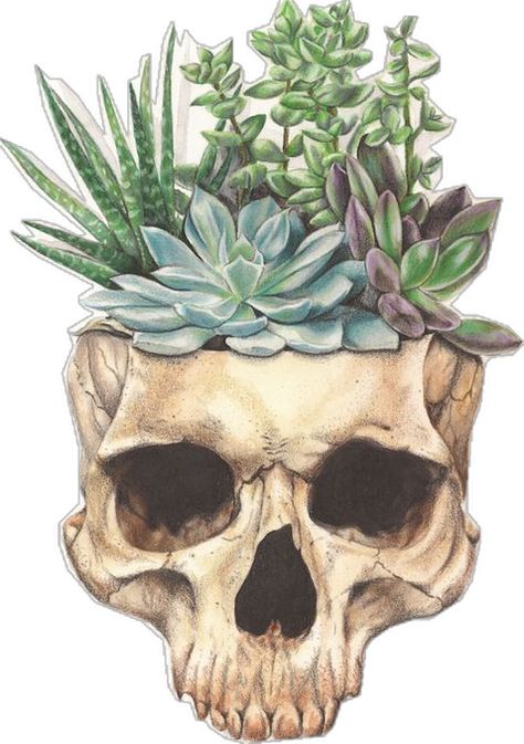 Tattoo Crane, Jade Jones, Succulent Tattoo, Succulents Drawing, Plant Tattoo, Nature Drawing, Nature Tattoos, A Skull, Watercolor Cards