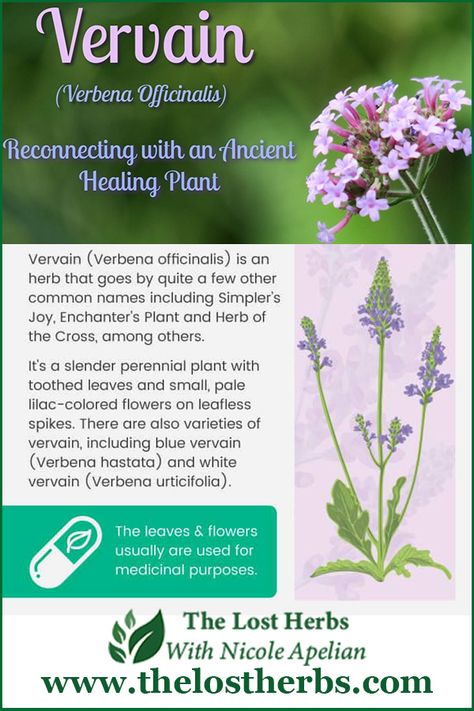 In this article, I will introduce the Vervain plant, which is a legendary herb used worldwide. Many plants may look the same in just one glance – from their leaves structures to how their stems grow in equal size. This will give you a hard time differentiating and distinguishing the differences of each plant. T Vervain Plant, Herbal Knowledge, Kitchen Apothecary, Health Herbs, Herbal Remedies Recipes, Foraging Recipes, Magickal Herbs, Herb Shop, Herbs Garden