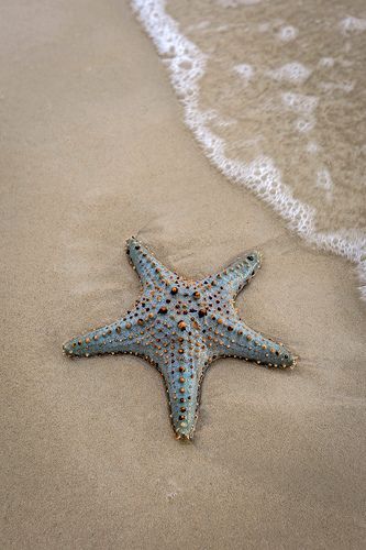 ♔ Étoiles de Mer - Starfish Starfish Aesthetic, Starfish Pictures, Sea Life Photography, Starfish Species, Ocean Life Photography, Sea Starfish, Venice Florida, Sea Stars, Stella Marina