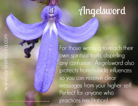 Angles Breath Flower, Flowers For Healing Energy, Mugwort Essence, Blue Bell Flowers Meaning, Australian Bush Flower Essences, Flower Essences Remedies, Australian Bush, Flower Essences, Flower Meanings