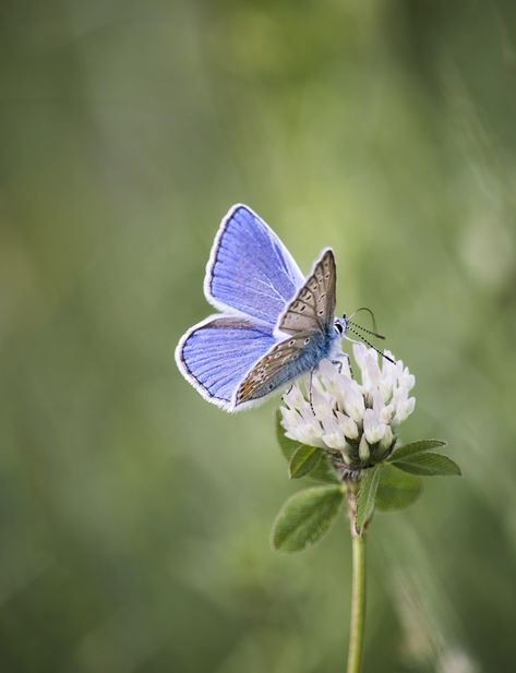 Butterfly Flower Nature - Free photo on Pixabay Blue Butterfly On Flower, Common Blue Butterfly, Butterfly On Flower, Blue Butterfly Wallpaper, Nikon D3200, 강아지 그림, Cute Small Tattoos, Butterfly Photos, Butterfly Pictures