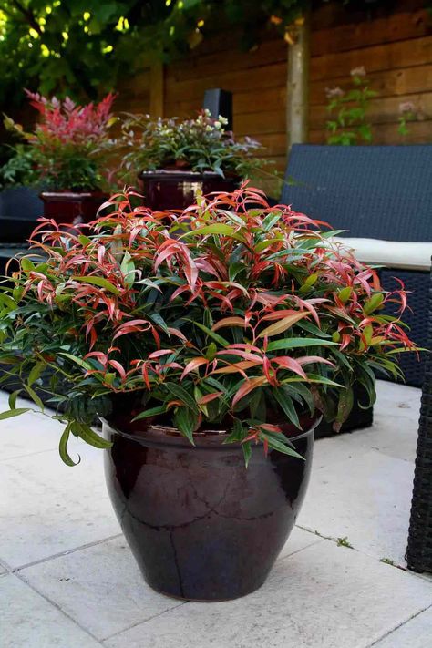 The 13 Best Plants For Pots All Year-Round Evergreen Potted Plants, All Year Round Plants, Evergreen Container, Front Door Plants, Southern Living Plant Collection, Outdoor Decor Ideas, Southern Living Plants, Love Japanese, Potted Plants Outdoor