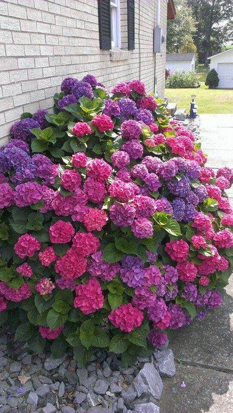 Colourful Hydrangeas, Purple Hydrangea Wallpaper, Deep Purple Hydrangea, Hydrangea Pink Anabelle, Tattoo Plant, Growing Hydrangeas, Hydrangea Garden, Hydrangea Purple, Planting Hydrangeas