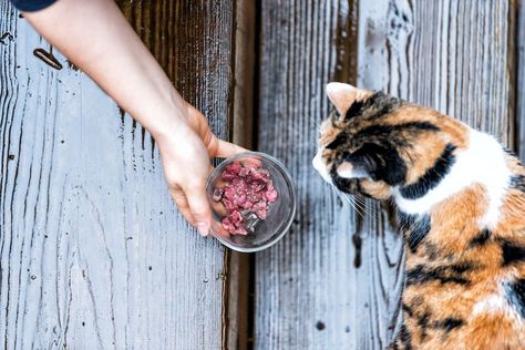 Should You Care for Your Neighborhood Feral Cat Colony? - Catster Homemade Cat Food, Best Cat Food, Stray Cats, Homemade Cat, Cat Food Bowl, Natural Cat, Dry Cat Food, Outdoor Cats, Feral Cats