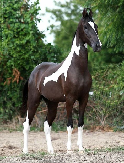 Tobiano Horse, Marwari Horse Aesthetic, Horse Marwari, Horse Oc, Aesthetic Horses, Fox Hound, Giraffe Neck, Black Mare Horse, Black Horse With White Mane