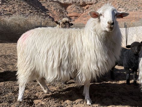 Navajo Churro Sheep, Colorado Plateau, Selective Breeding, Sheep Breeds, Rare Breed, Weaving Textiles, Horse Saddles, Woven Blanket, Churros