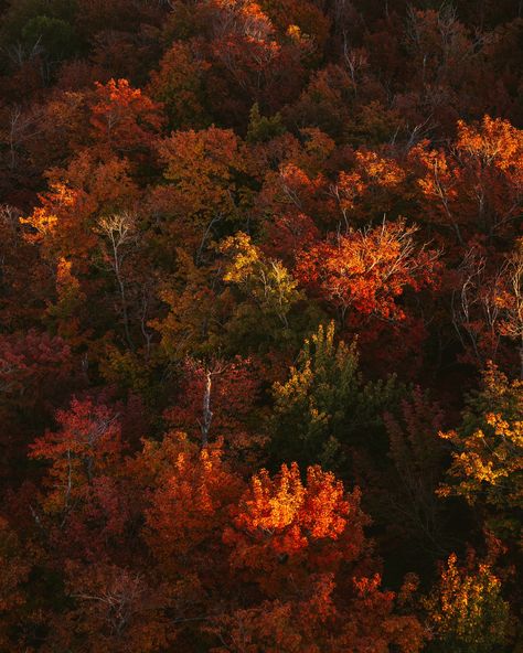 Fall, fall colors, mn, minnesota, minnesota travel, explore minnesota. Finland MN. Fire tower, fire tower adventures Minnesota Fall, Minnesota Landscape, Fire Tower, Minnesota Landscaping, Minnesota Travel, Twin Cities, Finland, Fall Colors, Minnesota