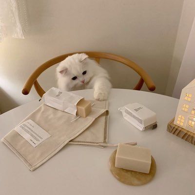 Beige Icons:), Cream Aesthetic, Aesthetic Korean, Söt Katt, Korean Aesthetic, Foto Ideas Instagram, Cat Aesthetic, Soft Brown