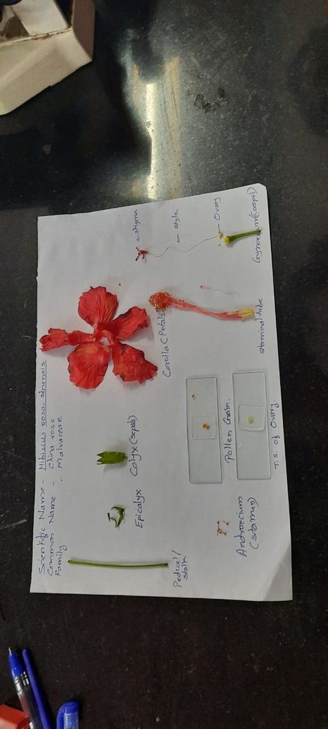 Parts Of Hibiscus Flower, Biology Experiments, Biology Projects, Plant Activities, Classroom Anchor Charts, Study Flashcards, Hibiscus Plant, Biology Lessons, China Rose