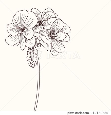 Geraniums Tattoo, Geranium Drawing, Geranium Tattoo, Flower Vector Art, Geranium Flower, Flower Vector, Drawing Clipart, Botanical Drawings, Flower Images