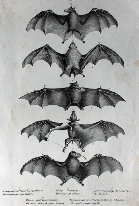 Bat Anatomy, Wing Anatomy, Anatomy Tattoo, Dark Academia Wall, Bat Tattoo, Hippie Aesthetic, Creepy Tattoos, Dark Tattoo, Haiwan Peliharaan