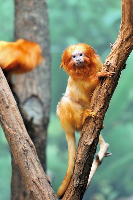 World Animal Day 2012 by jaroslavd, via Flickr Golden Lion Tamarin, World Animal Day, Animal Day, Animal Inspiration, Monkey Forest, Rainforest Animals, Match Stick, Animal References, Unusual Animals