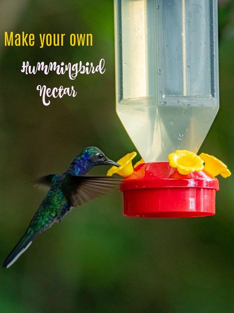 humminbird feeding from a feeder with the words "Make your own hummingbird nectar." Hummingbird Nectar Recipe, Hummingbird Food, Hummingbird Nectar, Homemade Bird Feeders, Garden Seat, Farm Wife, Bottle Garden, Humming Bird, How To Attract Hummingbirds