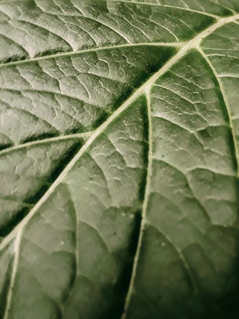 Close Up Leaves, Leaf Up Close, Plants Close Up, Leaf Close Up, Leaf Outfit, Close Up Nature, Pictures Of Leaves, Leaf Photo, Plant Inspiration