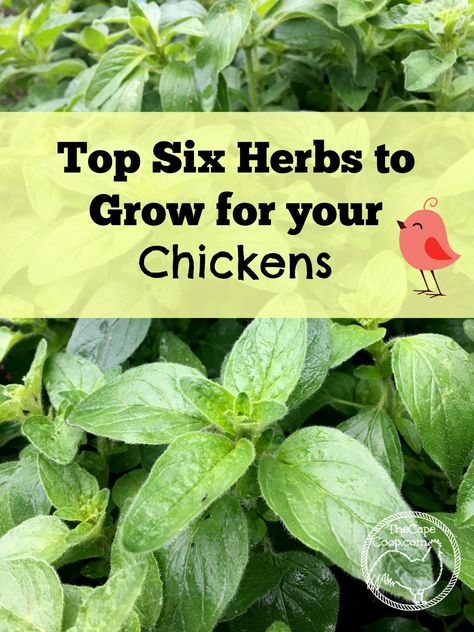 Plants For Chickens, Herbs For Chickens, Herbs To Grow, Portable Chicken Coop, Backyard Chicken Farming, Chicken Health, Best Chicken Coop, Raising Backyard Chickens, Chicken Coop Designs