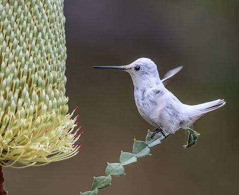 More than a thousand birders have admired and photographed the stunning Anna's Hummingbird this year. White Hummingbird, Australian Gardens, Hummingbird Moth, Anna's Hummingbird, Hummingbird Pictures, Burbank California, Albino Animals, California Garden, Universal Studios Hollywood