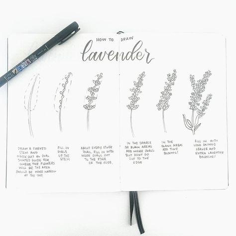 HOW TO DRAW LAVENDE Draw Lavender, Botanical Line Drawing, Beauty Drawings, Art Journal Tutorial, Flower Drawing Tutorials, Floral Drawing, Plant Drawing, Thanks To Everyone, Bullet Journal Inspo