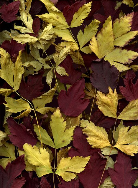 leaves Post Backgrounds, Burgundy Bedroom, Scrapbooking Storage, Flower Petal Art, Leaves Of Grass, Leaf Collection, Flower Plants, Paper Leaves, Burgundy Wine