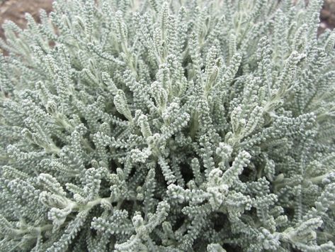 silver foliage (10) Still looking for this option as an alternative to silver mound our dusty miller. Santolina Chamaecyparissus, Deborah Silver, Silver Plant, Silver Leaves, Dusty Miller, Moon Garden, Lavender Plant, Mediterranean Garden, Pewter Color