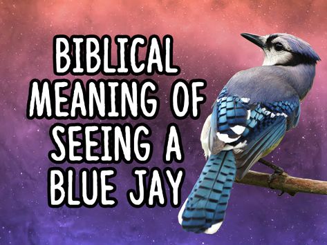 Seeing A Blue Jay Meaning, Seeing Blue Jays Meaning, Blue Jay Bird Meaning, Blue Jay Quotes, Female Blue Jay, Bluejay Meaning, Spiritual Meaning Of Blue Jays, Blue Jay Meaning Spiritual, Blue Jay Spiritual Meaning