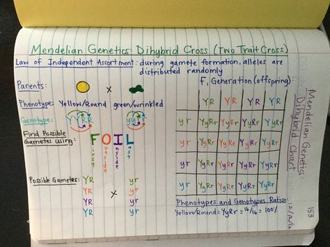 GENETICS UNIT:   EdPuzzle Videos   Amoeba Sisters FOIL Method GIF       Mendelian Genetics: Dihybrid Cross       Mendelian Genetics:  Mon... Mendelian Genetics Notes, Dihybrid Cross Worksheet, Genetics Worksheet, Mendelian Genetics, Biology Activities, Genetics Activities, Dihybrid Cross, Amoeba Sisters, Biology Genetics