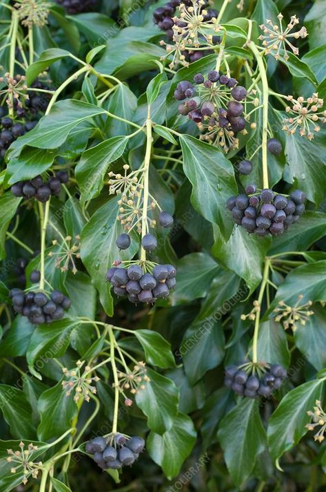 Ivy (Hedera helix) berries - Stock Image - C035/7798 Common Ivy, Summer Insects, Black Berries, Hedera Helix, Science Photos, Buy Prints, Photo Library, Image House, Yellow And Brown