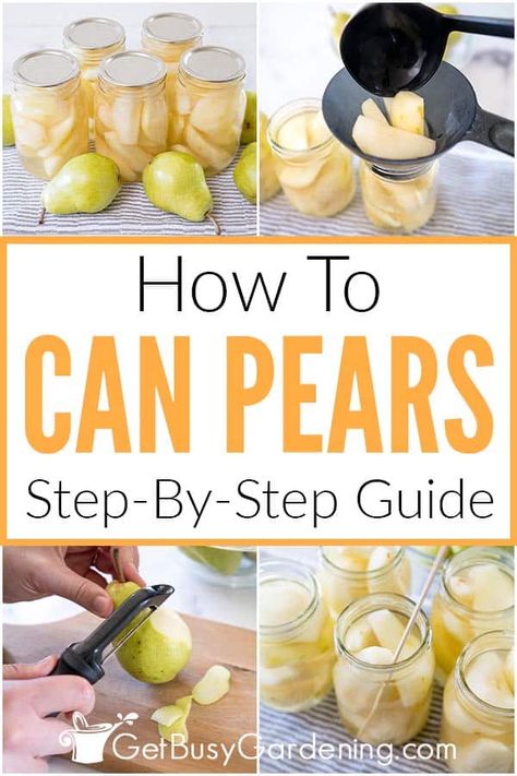 Canning Pears In Heavy Syrup, How To Can Pears Canning Recipes, Canning Pears Water Bath, Preserving Pears Canning Recipes, Canning Pears In Light Syrup, Canning Pears Recipes Easy, How To Can Pears Easy, Canning Pears Easy, Canning Pears Without Sugar