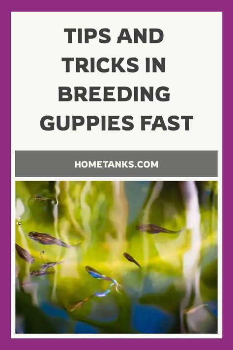 Guppies are small, peaceful, and require only a small tank. If you are planning to breed them, then this article will answer your question as well as provide helpful tips during their breeding period. #guppyfish #freshwaterfish Guppy Breeding, Guppy Fish, Fish Breeding, Freshwater Aquarium Fish, Floating Plants, Two Fish, Small Tank, Freshwater Aquarium, Freshwater Fish