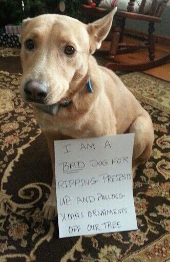 Naughty puppy Dog Shaming Pictures, Dog Shaming Photos, Dog Shaming Funny, Cat Shaming, Animal Shaming, Guilty Dog, Dog Shaming, Funny Dog Memes, Funny Dog Pictures