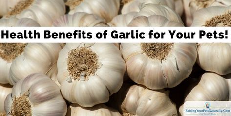 Garlic Companion Plants, Garlic For Dogs, Benefits Of Eating Garlic, Garlic Health, Benefits Of Garlic, Harvesting Garlic, Garlic Health Benefits, Garlic Benefits, Garlic Uses