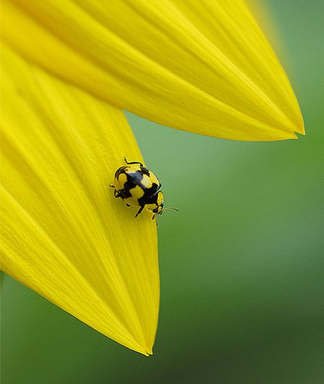 Yellow ladybug on yellow flower Yellow Ladybug, Yellow Peonies, Lady Beetle, Beetle Insect, Ladybug Wallpaper, Lady Bugs, Beautiful Bugs, Bugs And Insects, Nature Garden