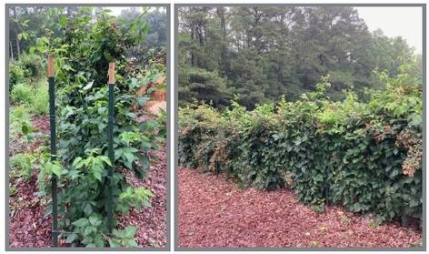 Pruning Thornless Blackberries, Planting Blackberries, Thornless Blackberries, Blackberry Plants, Growing Blackberries, Trellis System, Growing Garlic, Fall Fruits, Garden Help