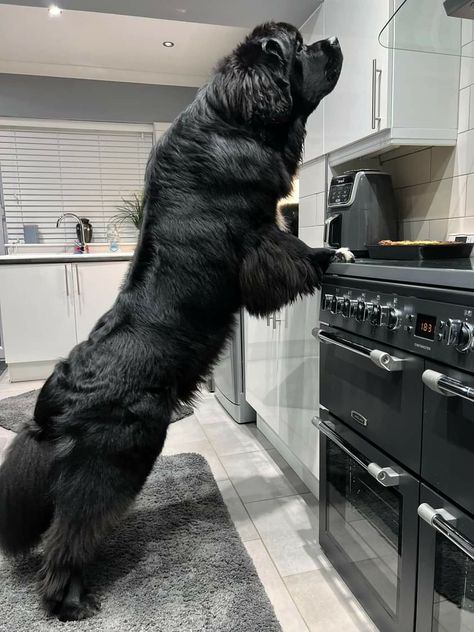 Newfie Dog, Big Fluffy Dogs, Newfoundland Puppies, Scary Dogs, Terra Nova, Very Cute Dogs, Puppies And Kitties, Newfoundland Dog, Fluffy Dogs