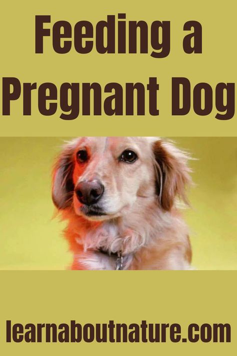 Feeding a Pregnant Dog Pregnant Dog Care Tips, Nature Website, Mood Drawing, Dog Pregnancy, Pretty Body, Land Animals, Pregnant Dog, Domestic Animals, Pregnancy Signs