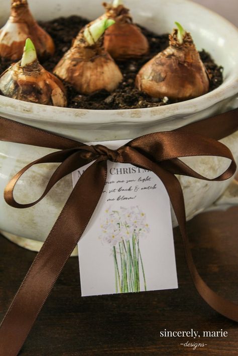 Potted Paper Whites with Printable Gift Tags Paperwhites Christmas Gifts, Inexpensive Gifts For Friends, Paper Whites, Family Gift Baskets, Christmas Neighbor, Fabulous Quotes, Neighbor Christmas Gifts, Planter Gift, Printable Gift Tags